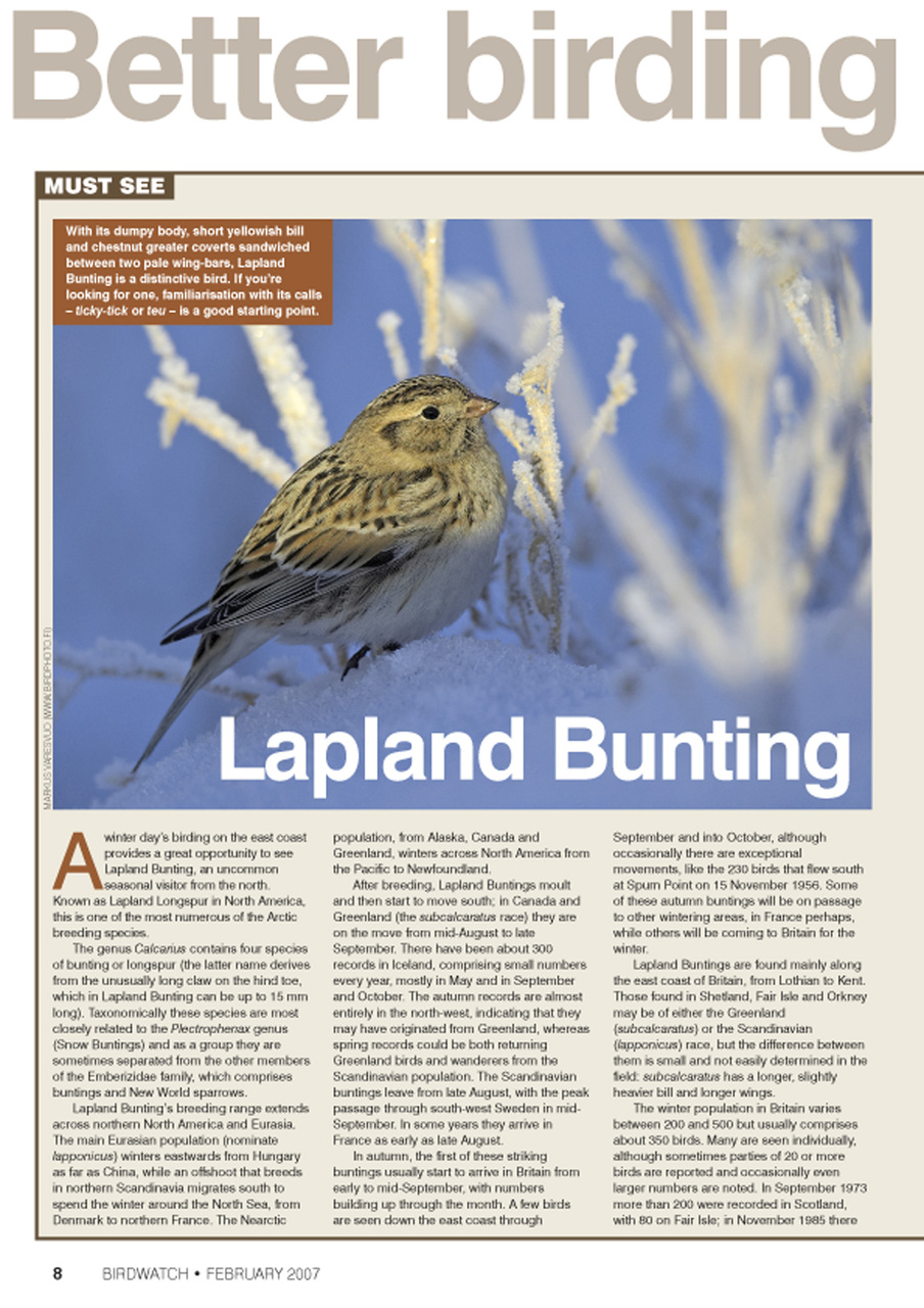 Birdwatch Magazine Preview Pages