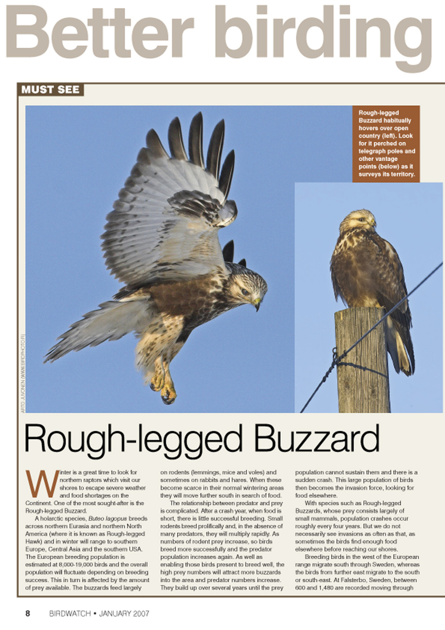 Birdwatch Magazine Preview Pages