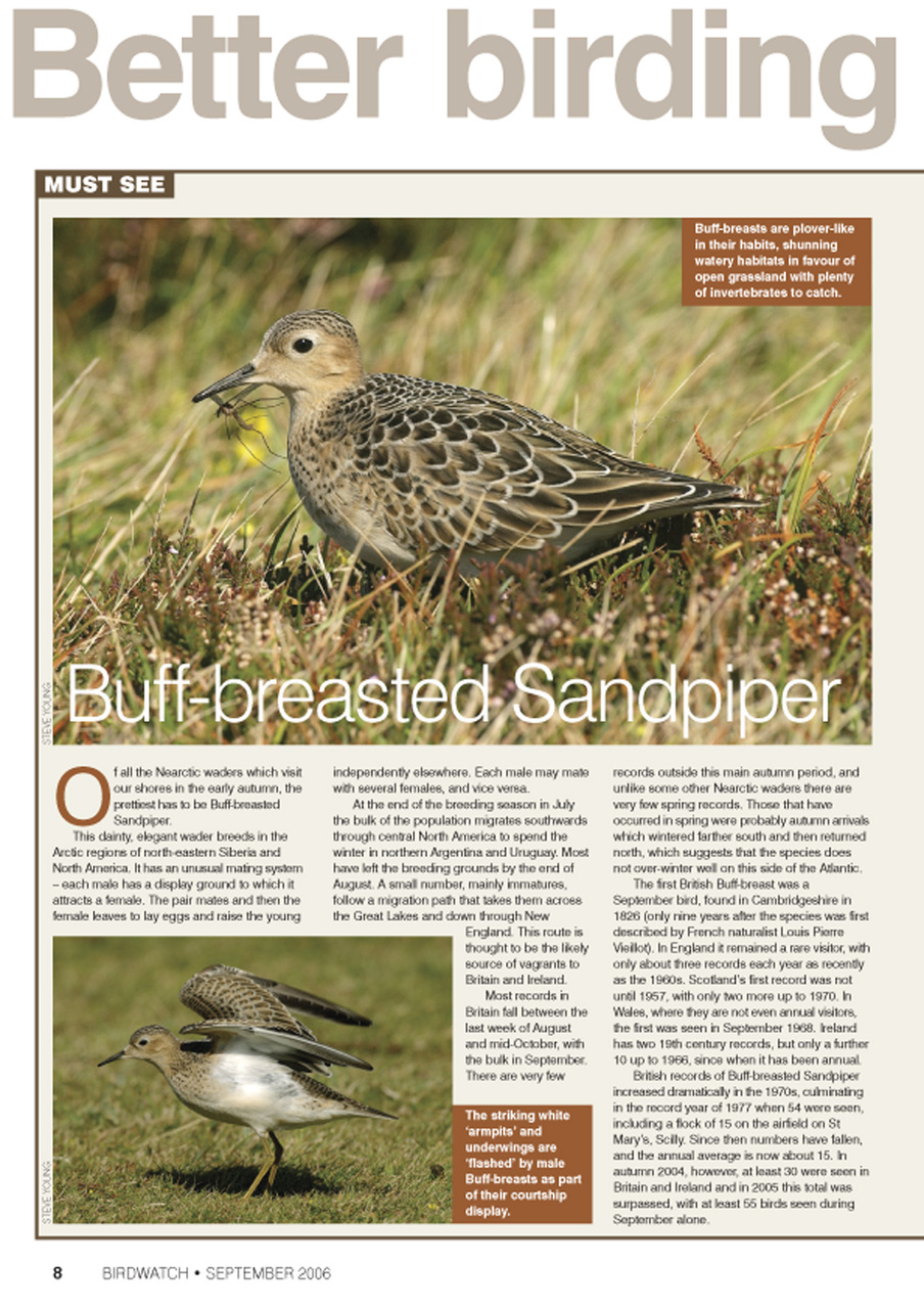 Birdwatch Magazine Preview Pages