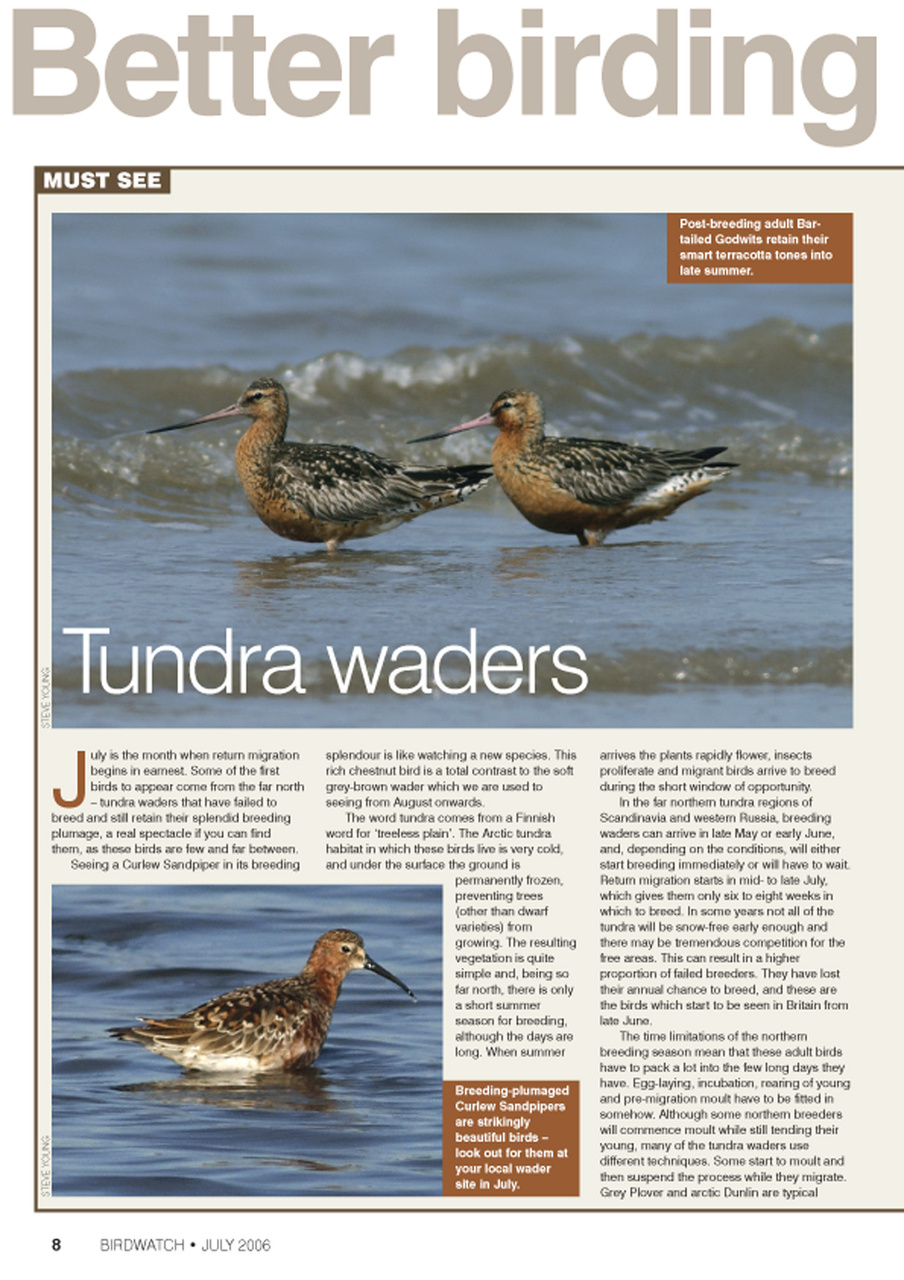 Birdwatch Magazine Preview Pages