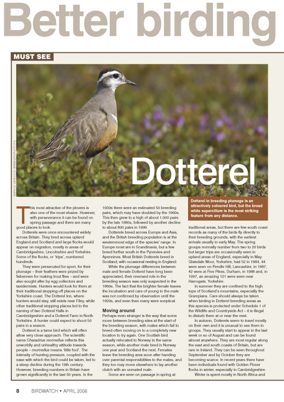 Birdwatch Magazine Preview Pages