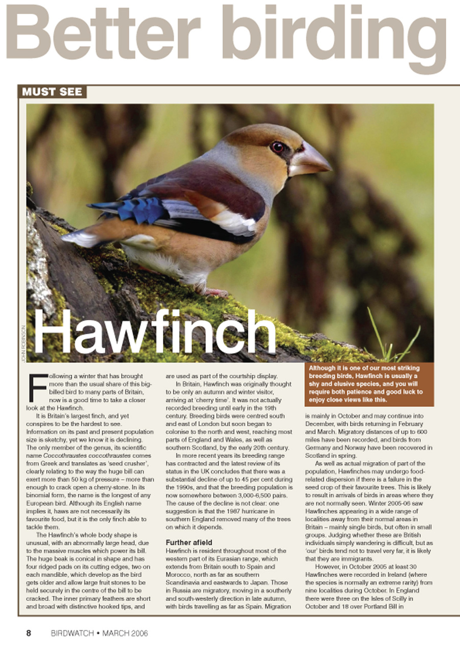 Birdwatch Magazine Preview Pages