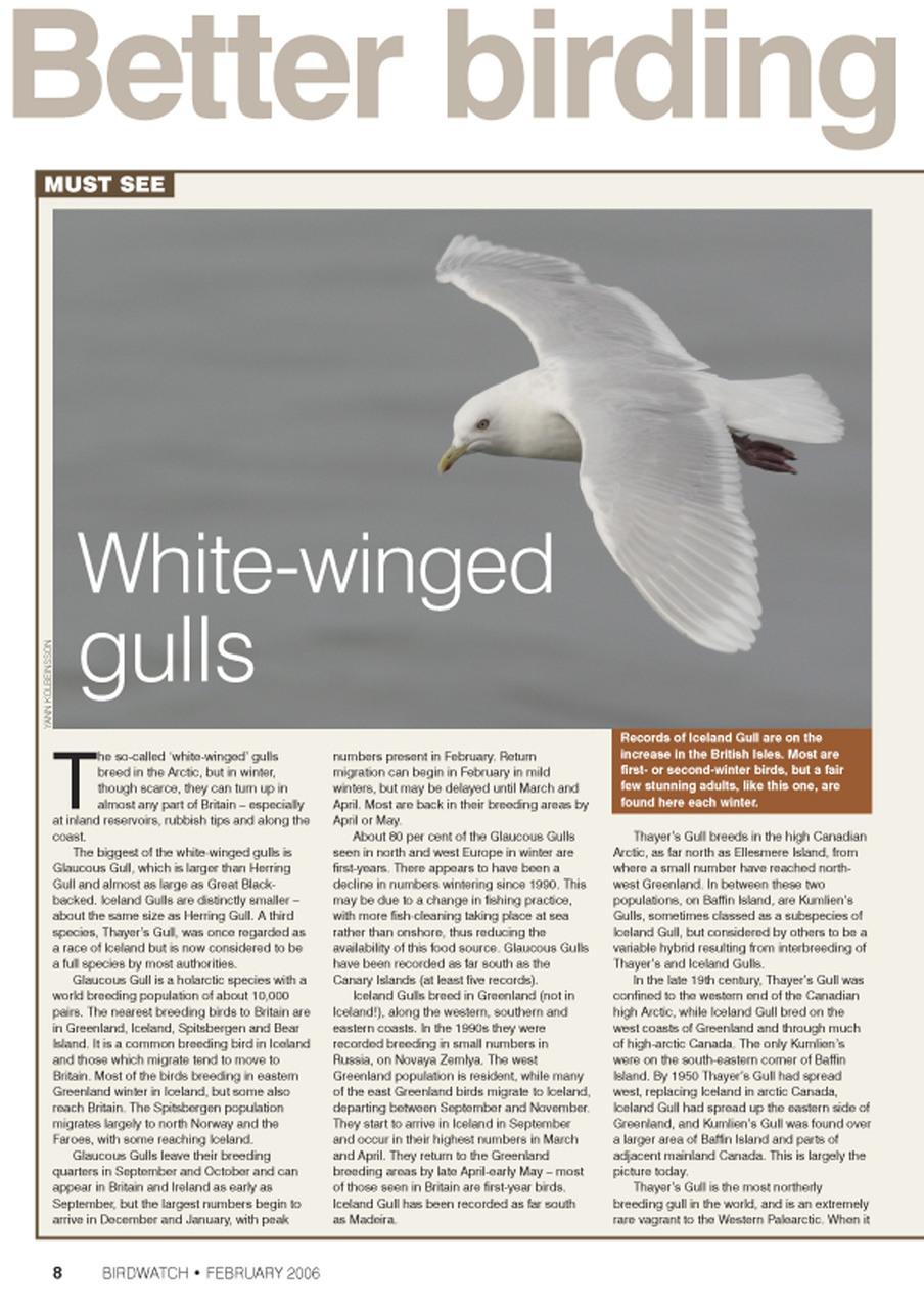 Birdwatch Magazine Preview Pages