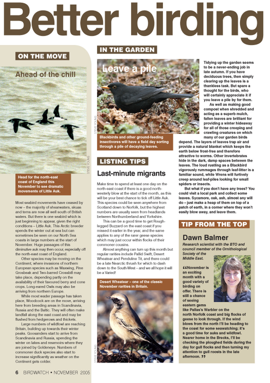 Birdwatch Magazine Preview Pages
