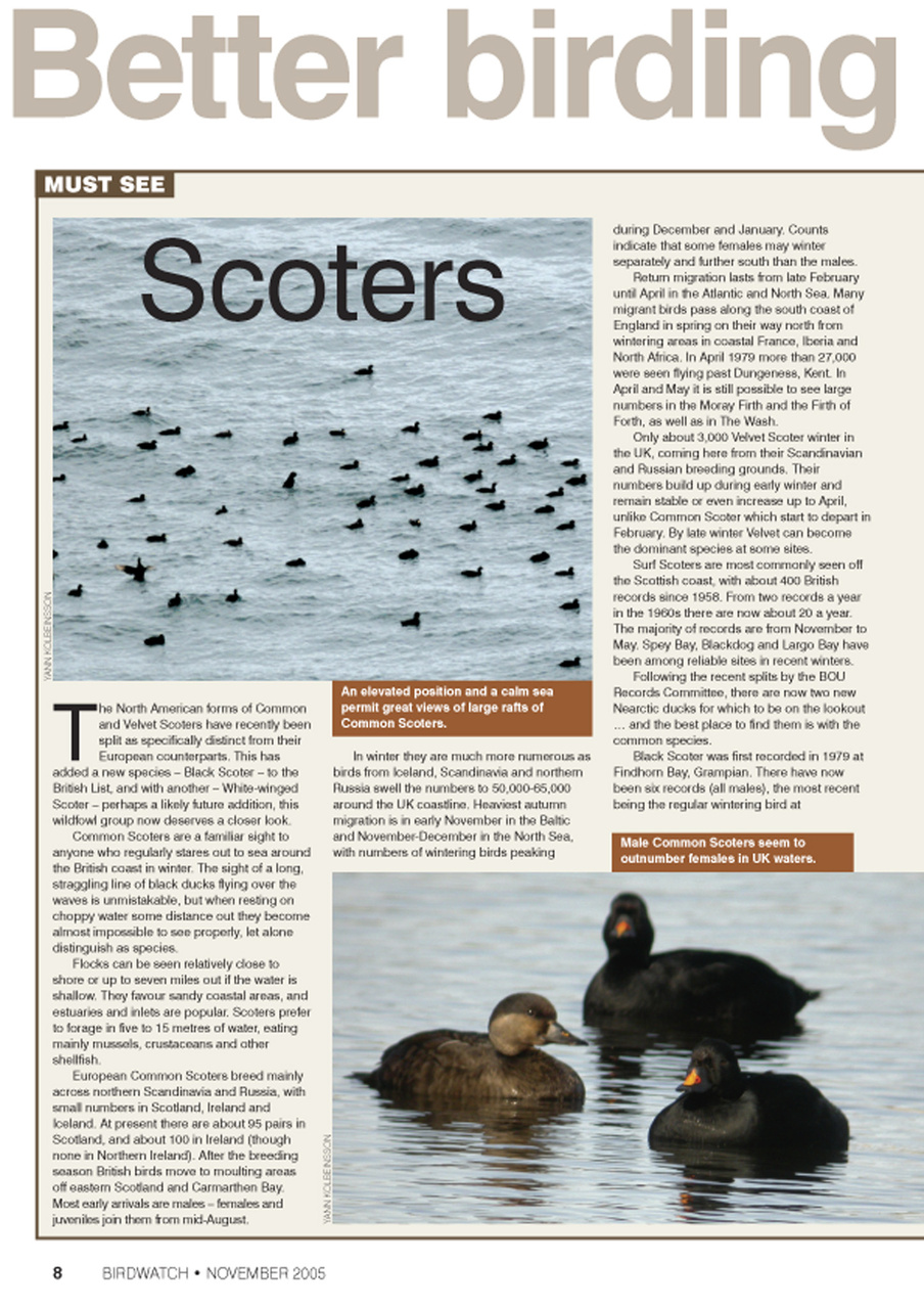 Birdwatch Magazine Preview Pages
