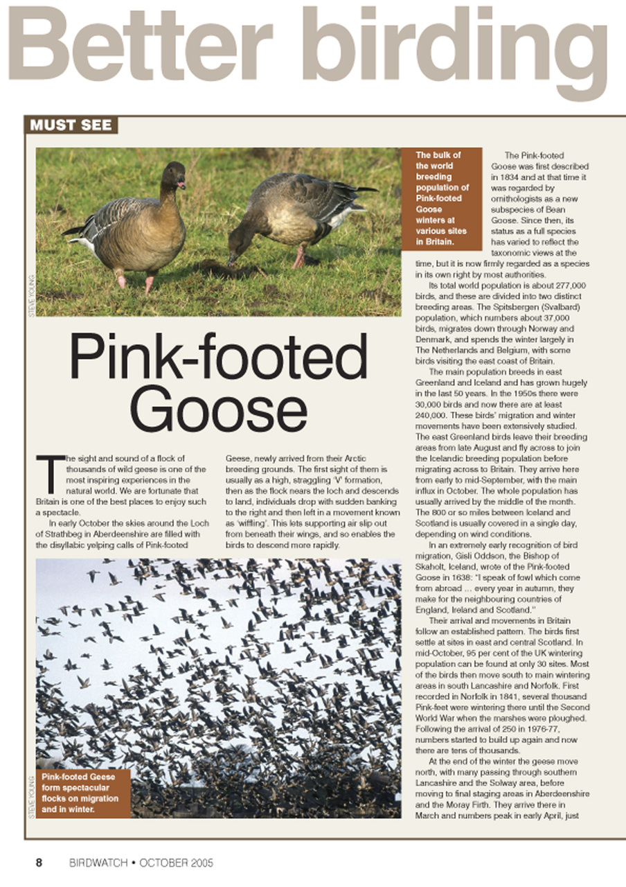 Birdwatch Magazine Preview Pages