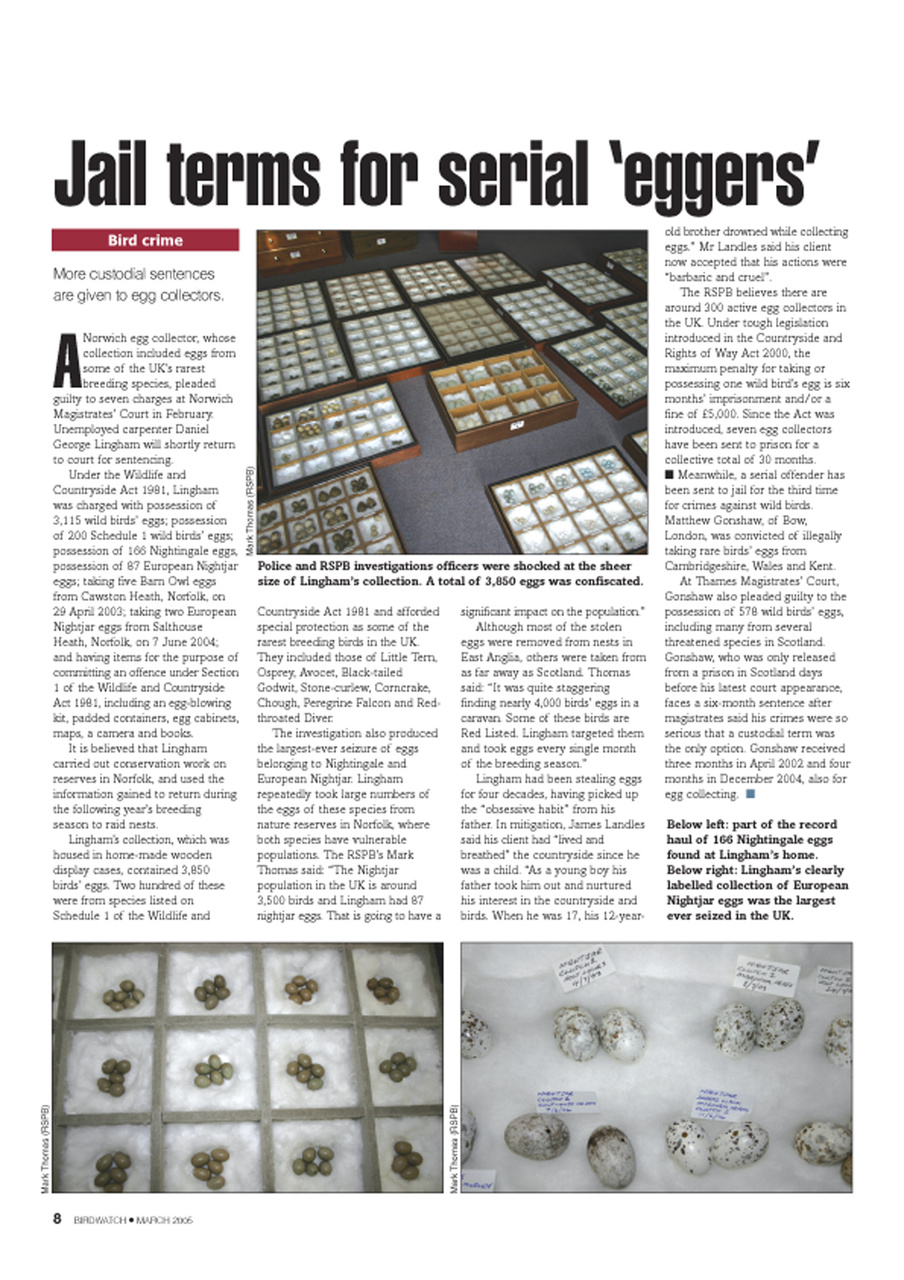 Birdwatch Magazine Preview Pages