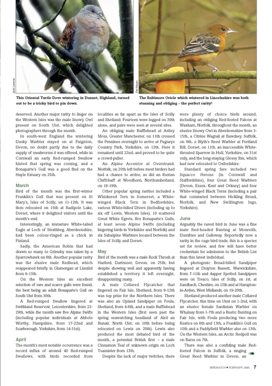 Birdwatch Magazine Preview Pages