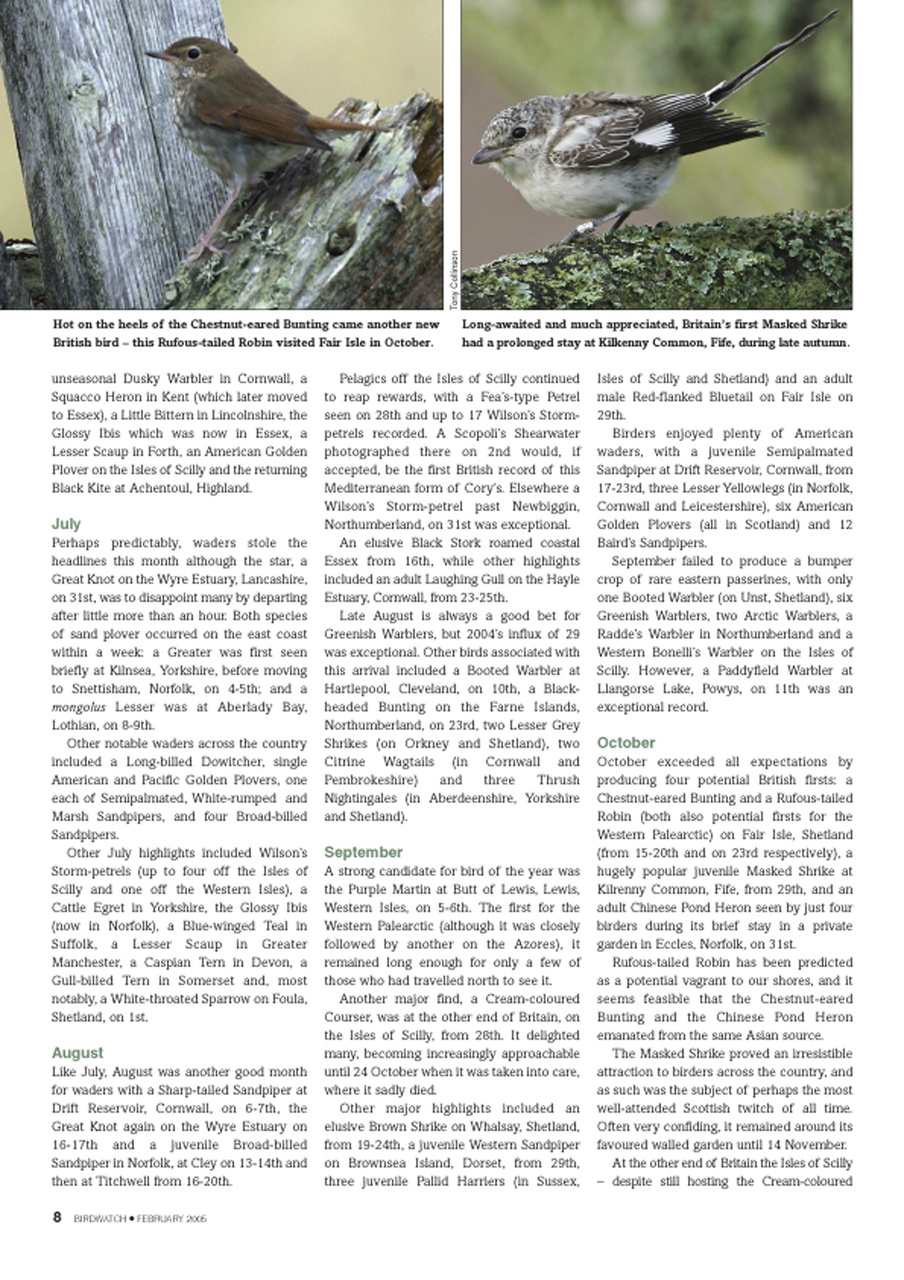 Birdwatch Magazine Preview Pages
