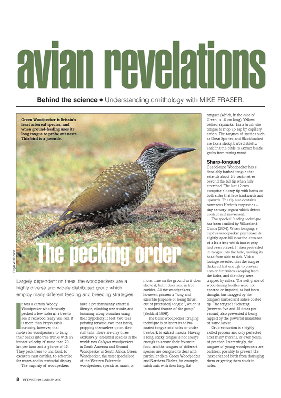 Birdwatch Magazine Preview Pages