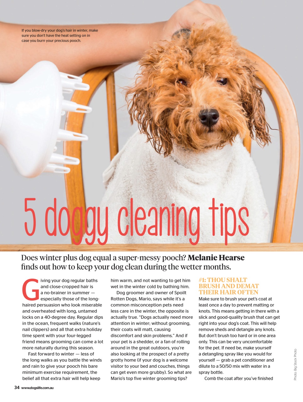 Dogs Life Preview Pages