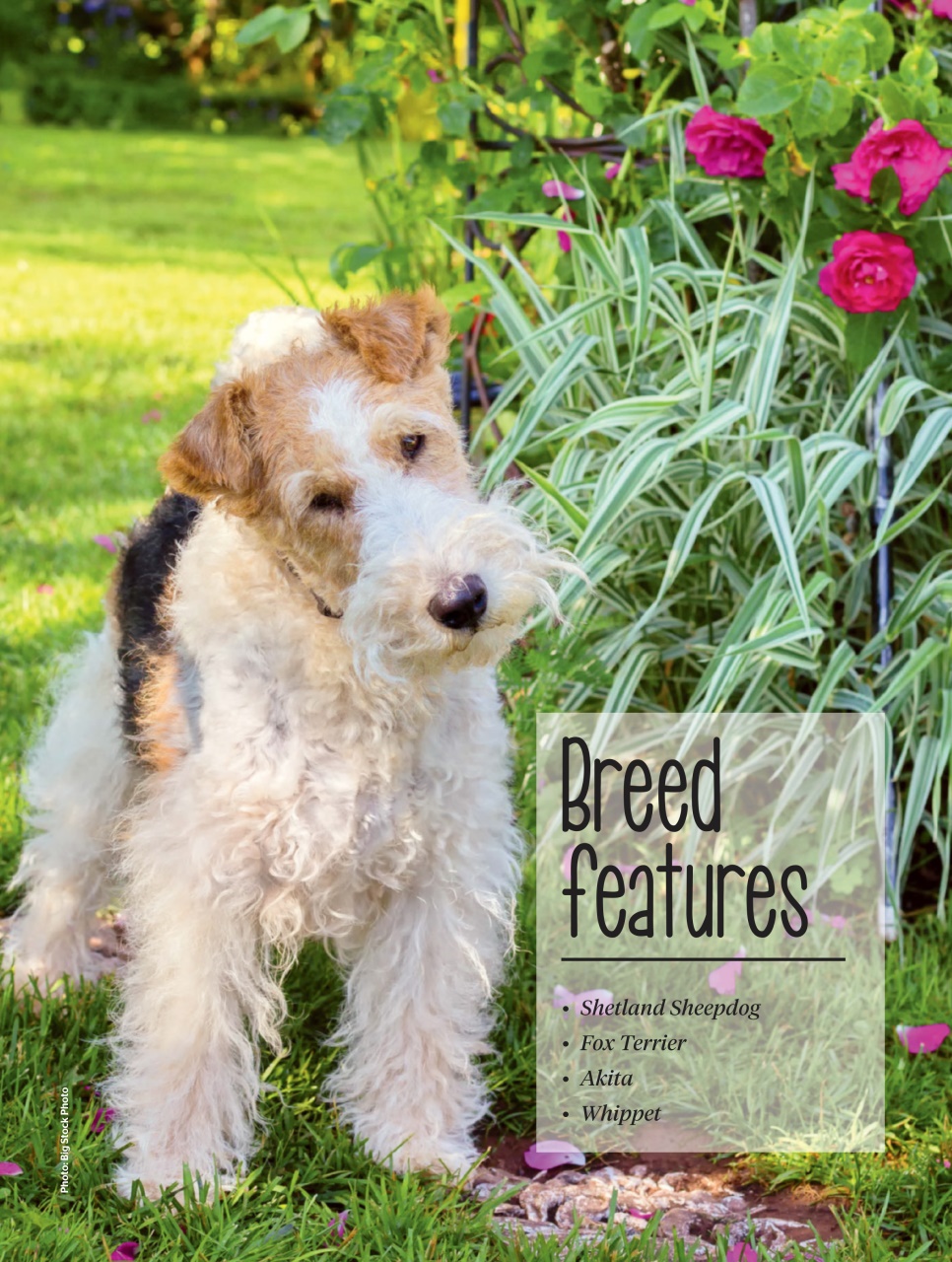 Dogs Life Preview Pages