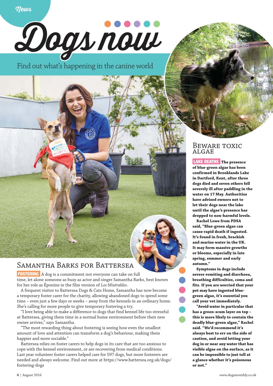 Dogs Monthly Preview Pages