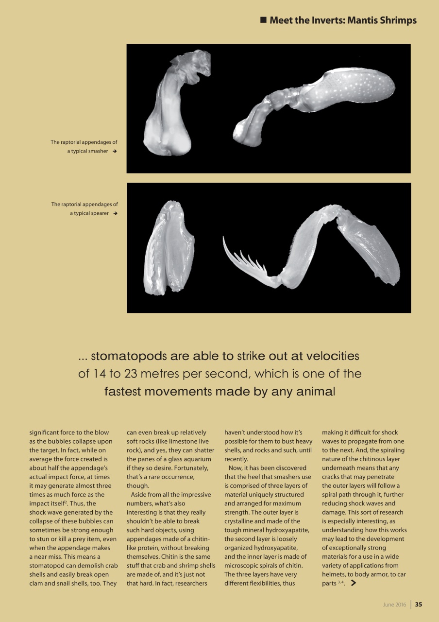 UltraMarine Magazine Preview Pages
