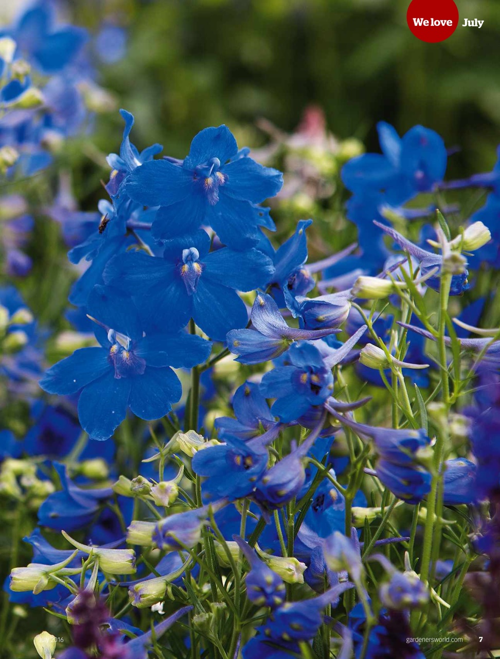 BBC Gardeners’ World Magazine Preview Pages