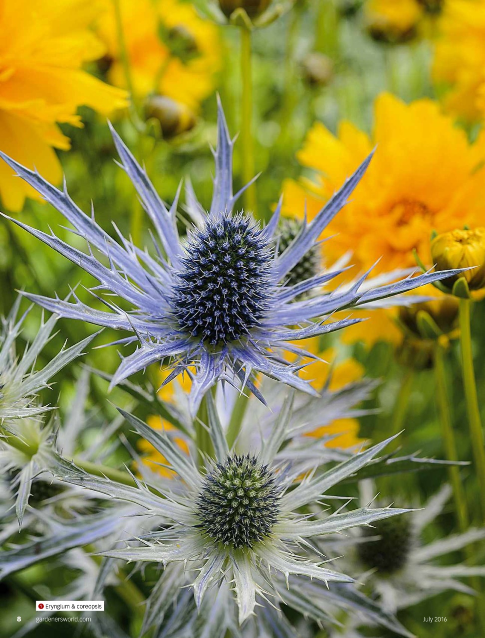 BBC Gardeners’ World Magazine Preview Pages