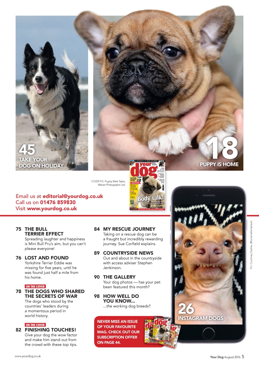Your Dog Preview Pages