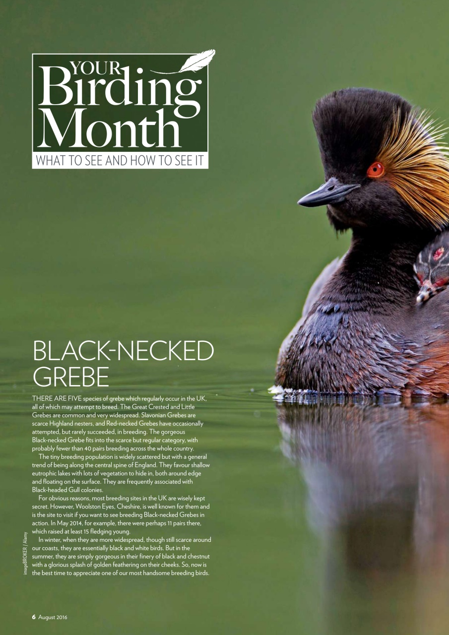 Bird Watching Preview Pages