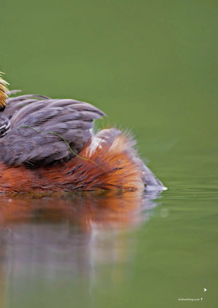 Bird Watching Preview Pages