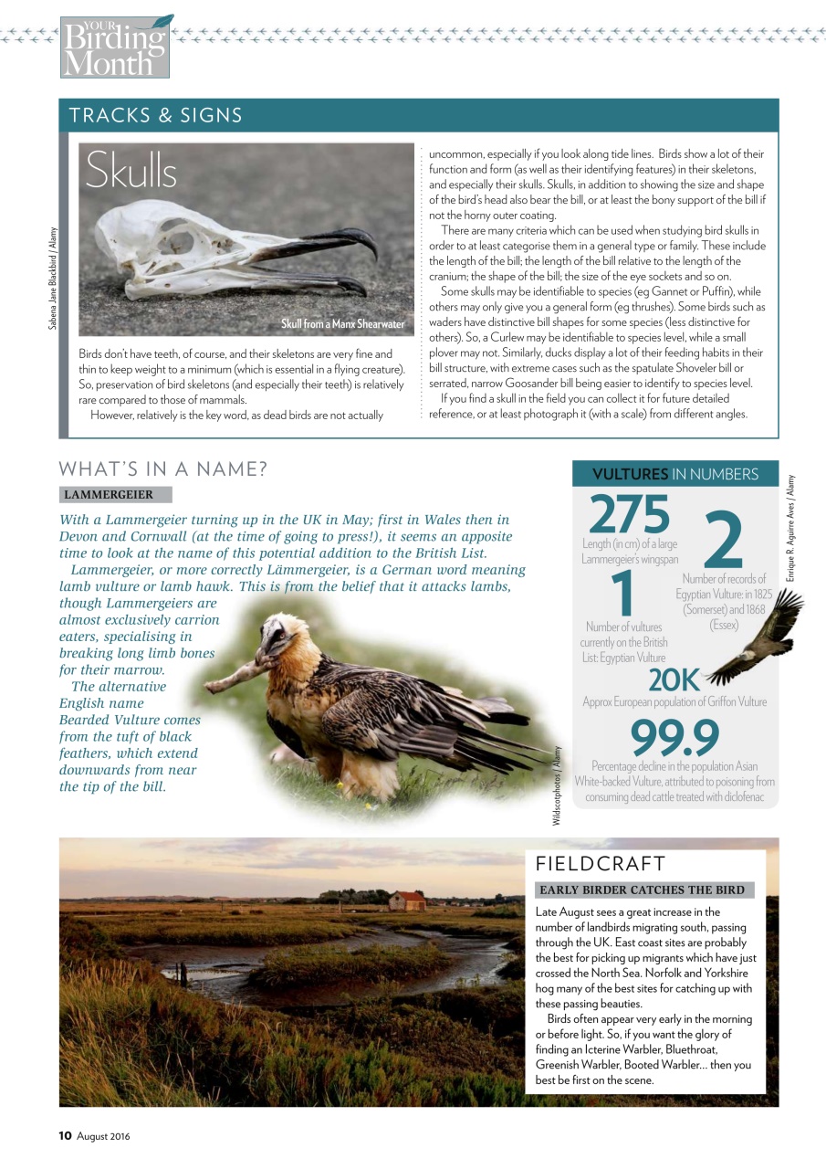 Bird Watching Preview Pages