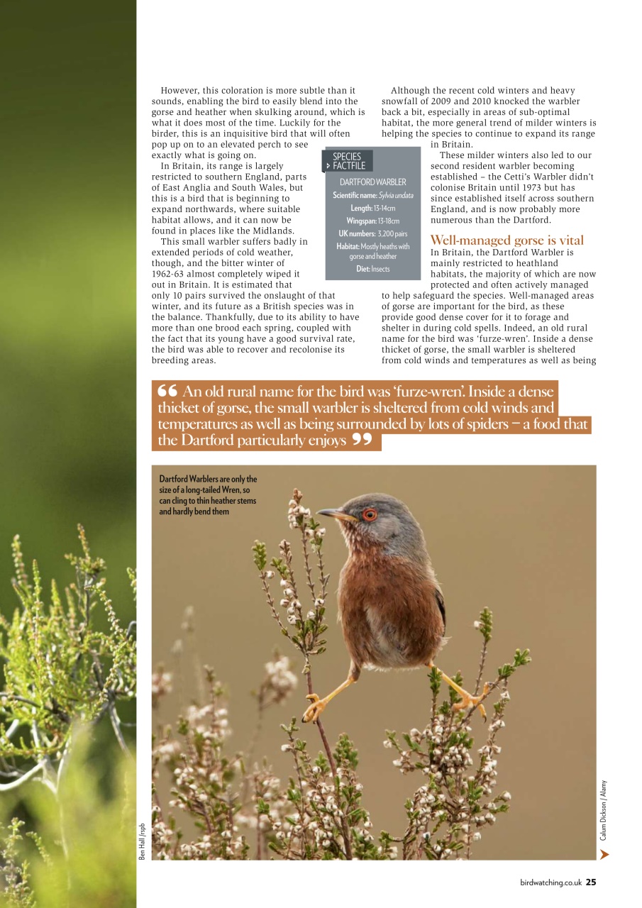 Bird Watching Preview Pages