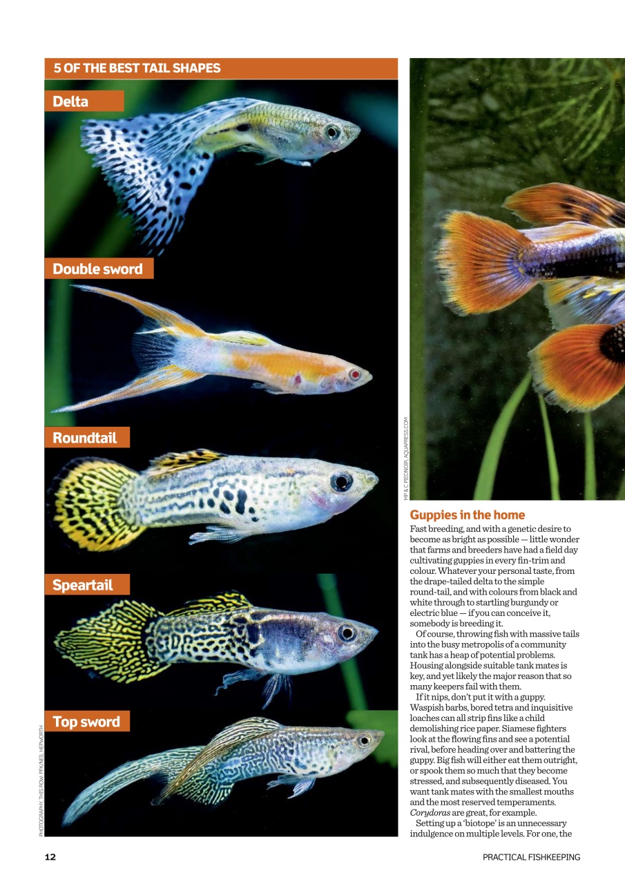 Practical Fishkeeping Preview Pages