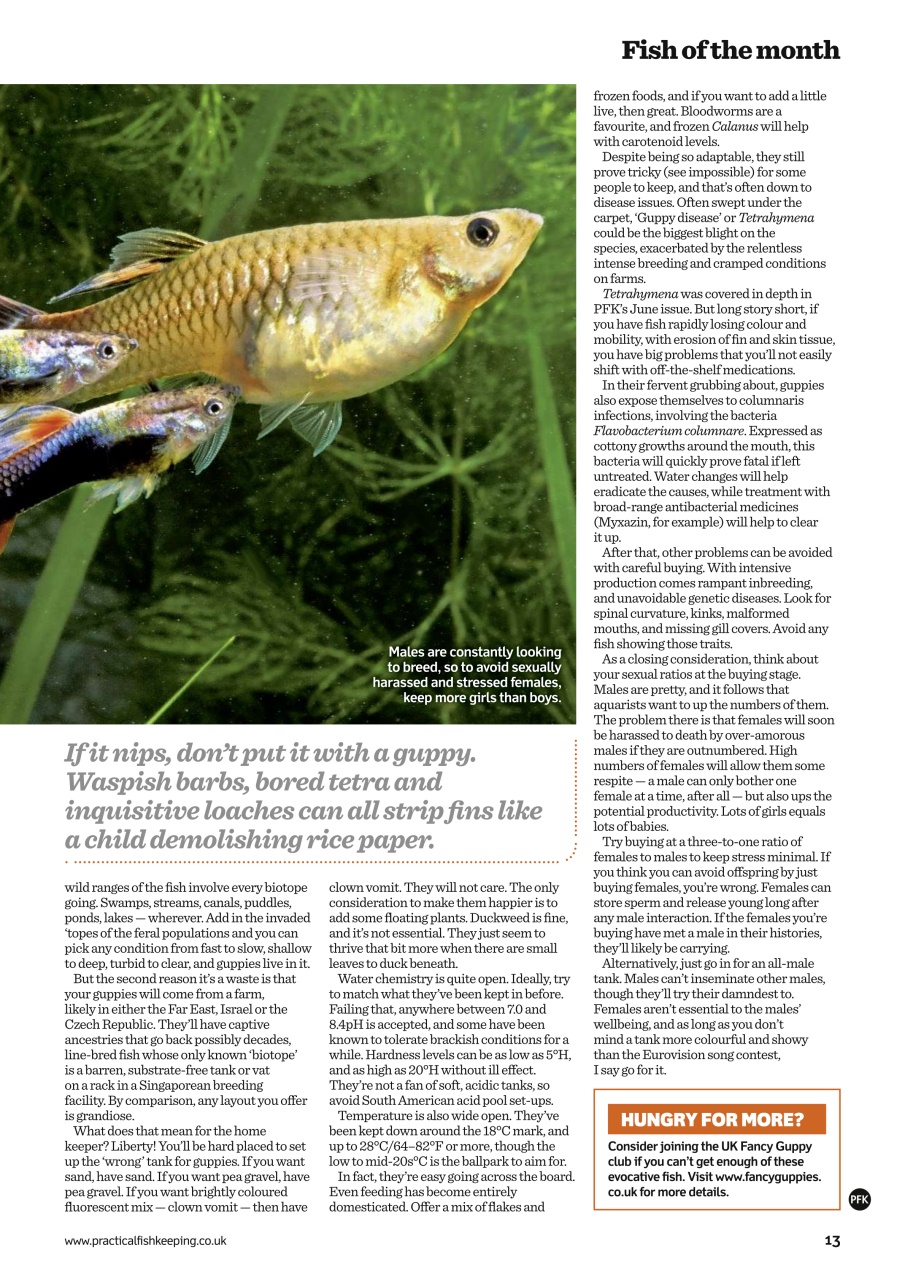 Practical Fishkeeping Preview Pages