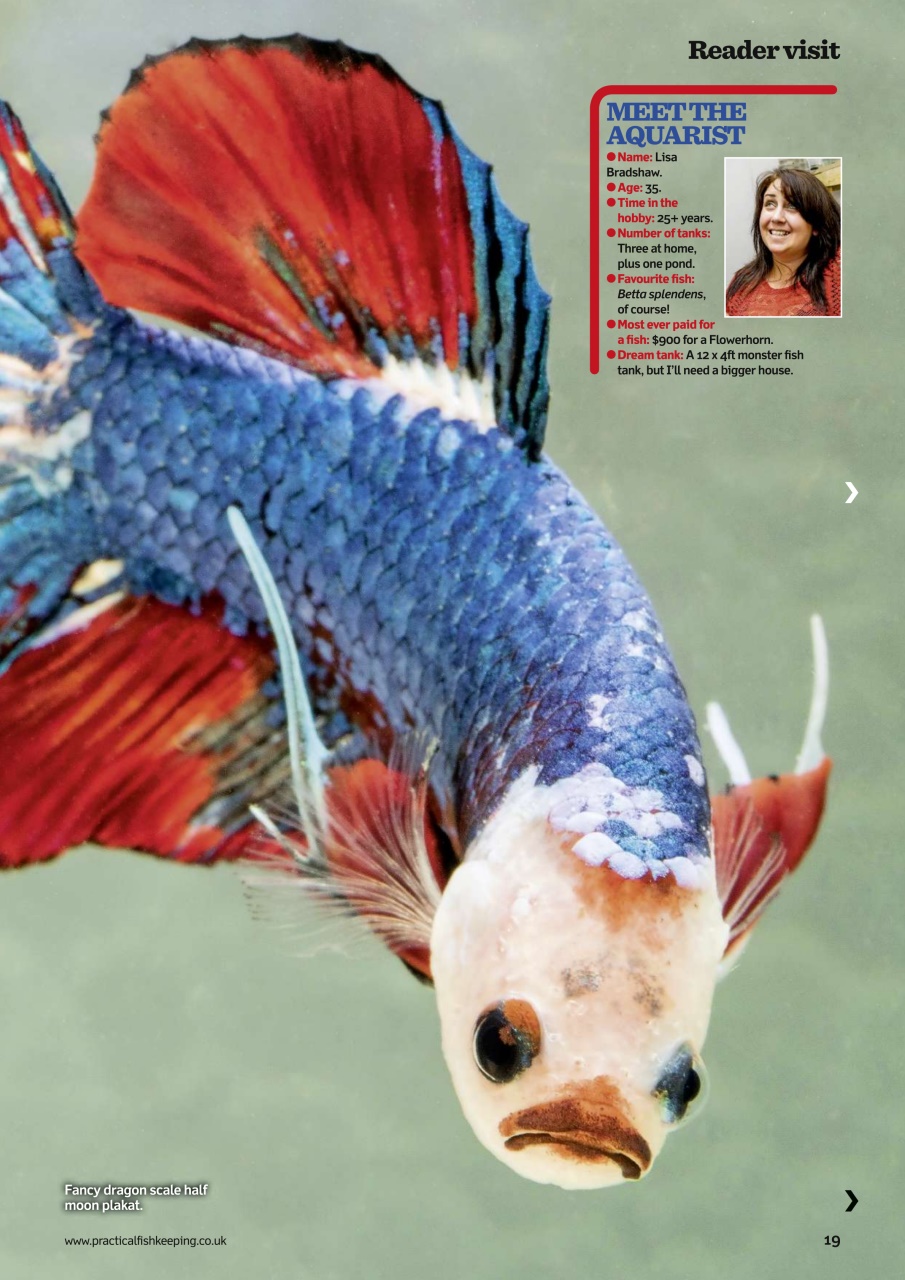 Practical Fishkeeping Preview Pages