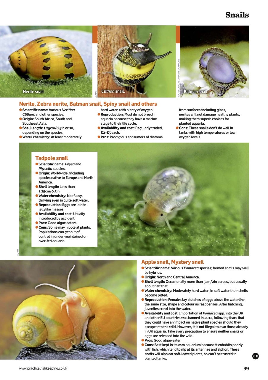 Practical Fishkeeping Preview Pages