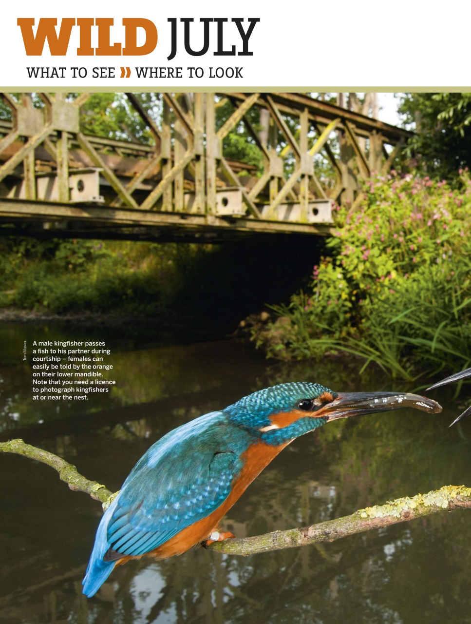 BBC Wildlife Magazine Preview Pages