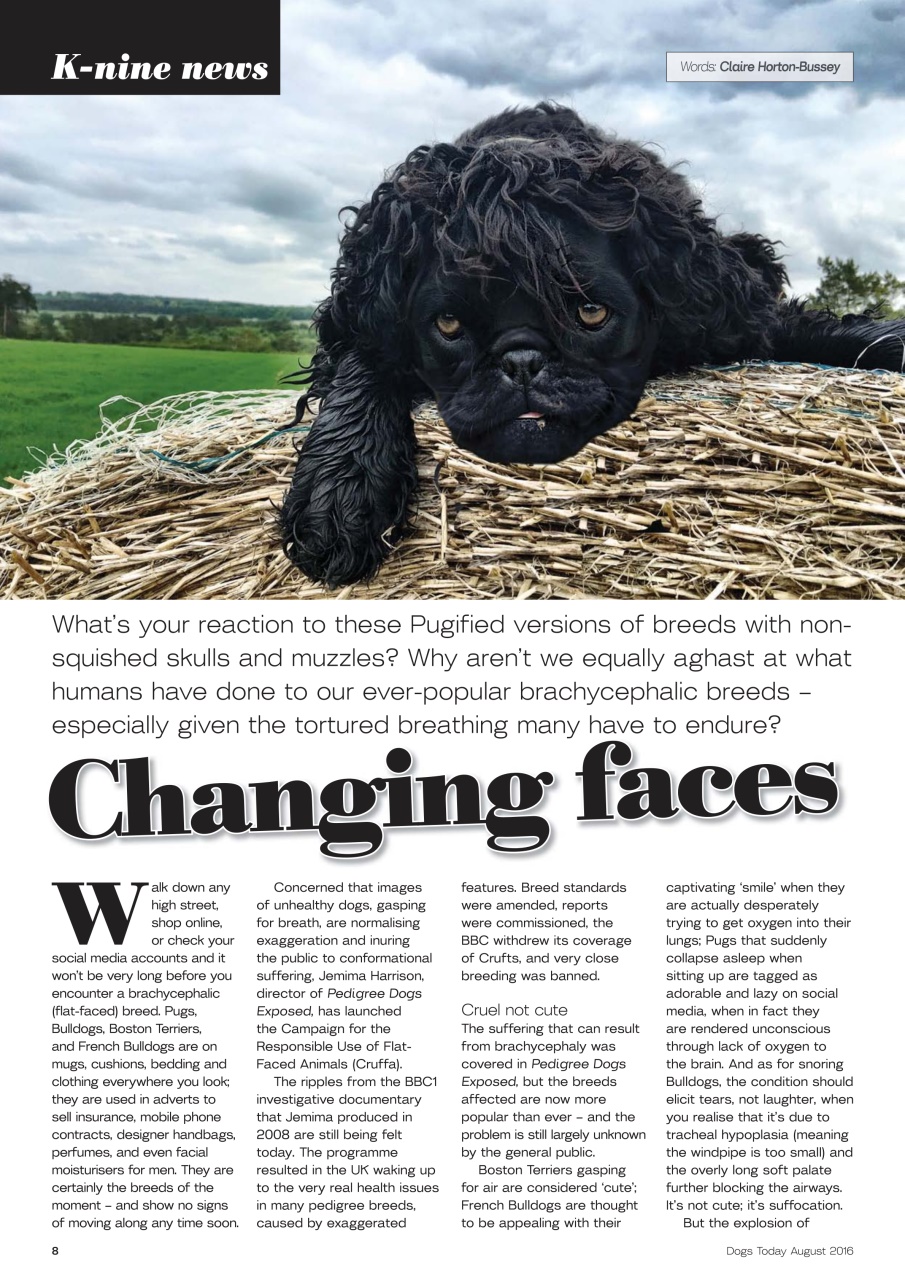 Dogs Today Magazine Preview Pages