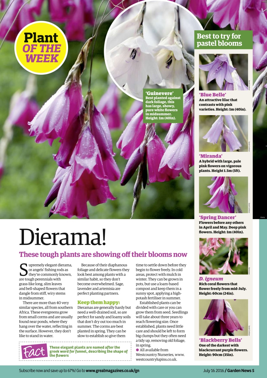 Garden News Preview Pages