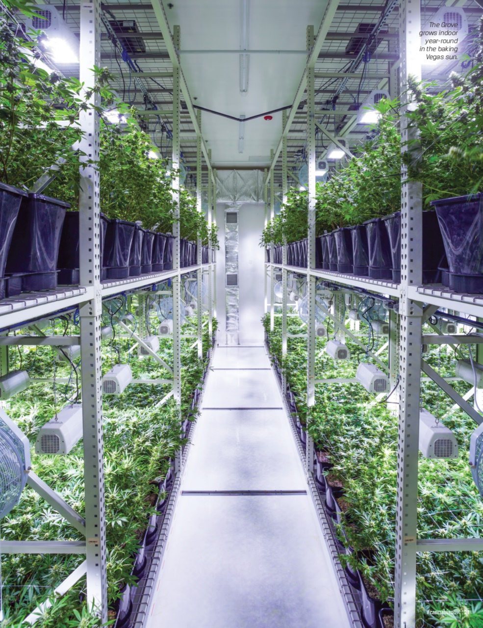 Cannabis Now Preview Pages