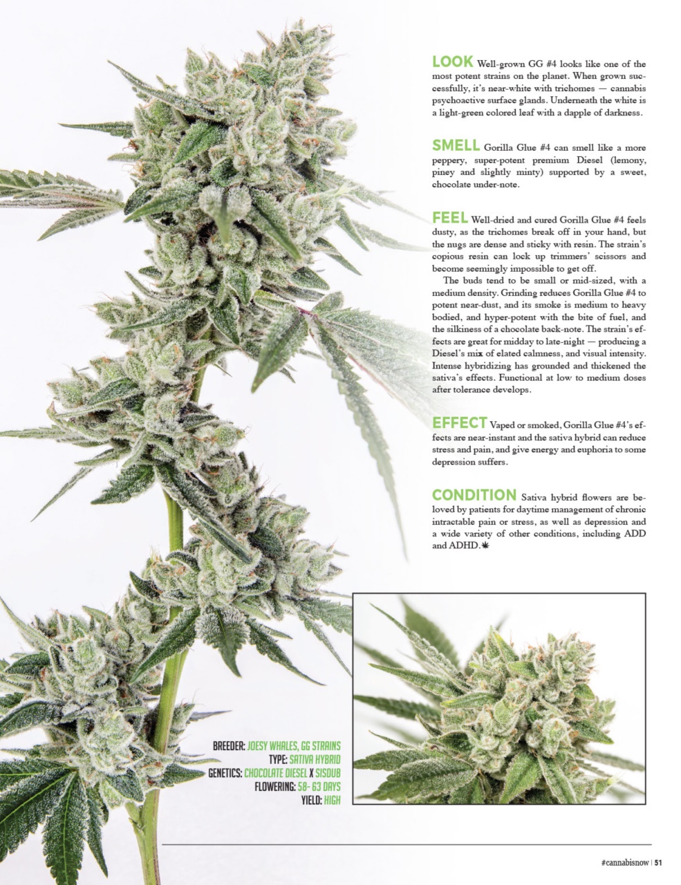 Cannabis Now Preview Pages