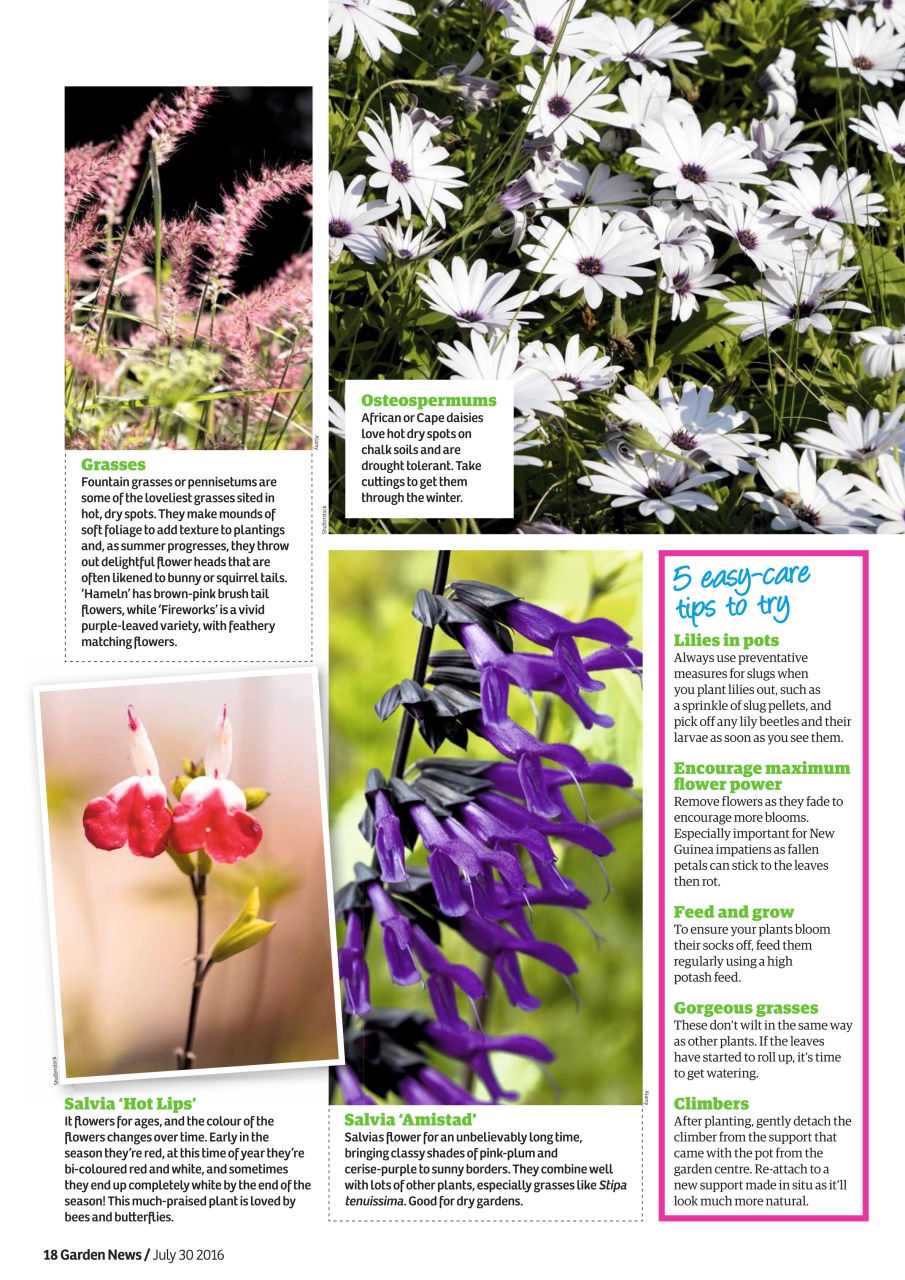 Garden News Preview Pages