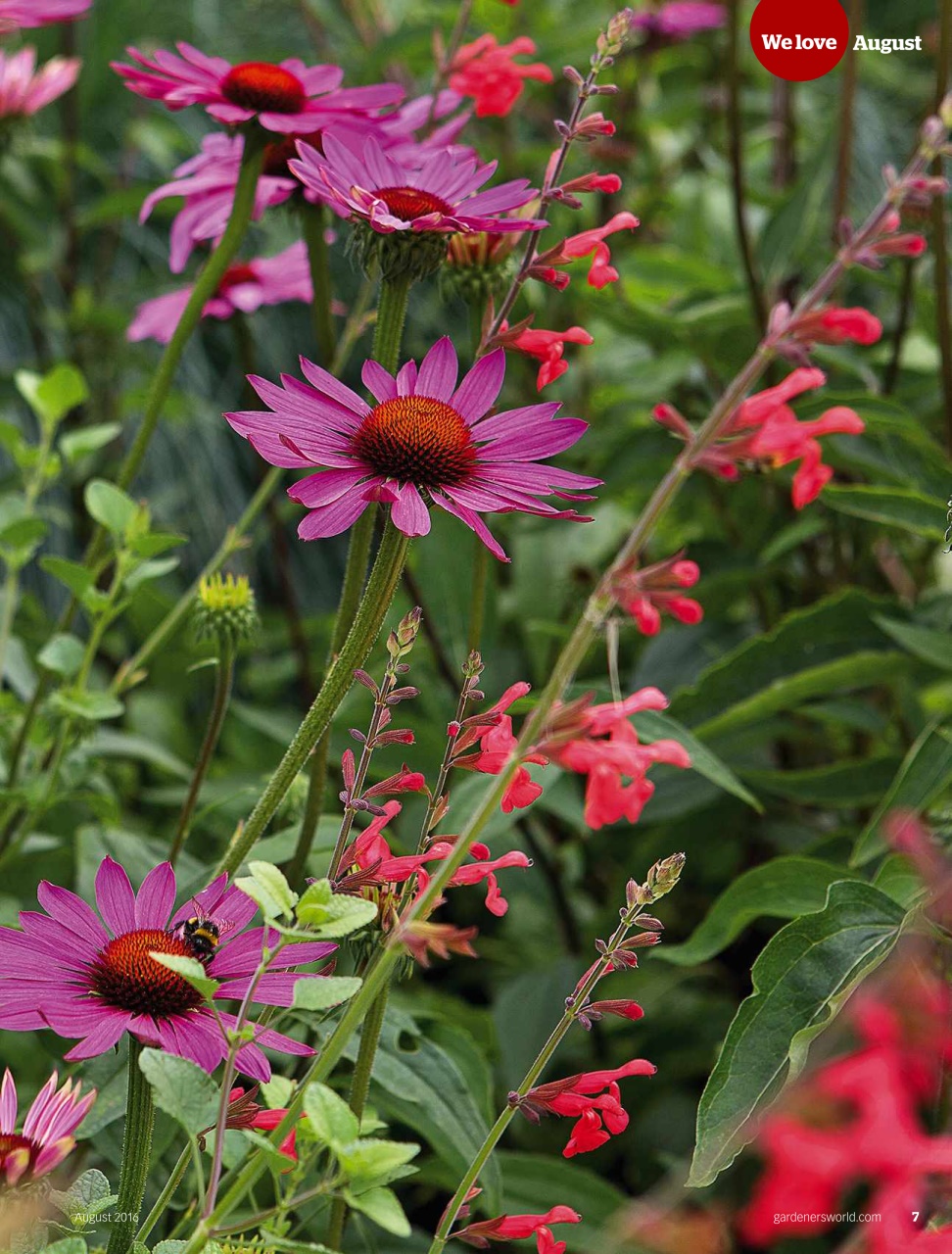 BBC Gardeners’ World Magazine Preview Pages