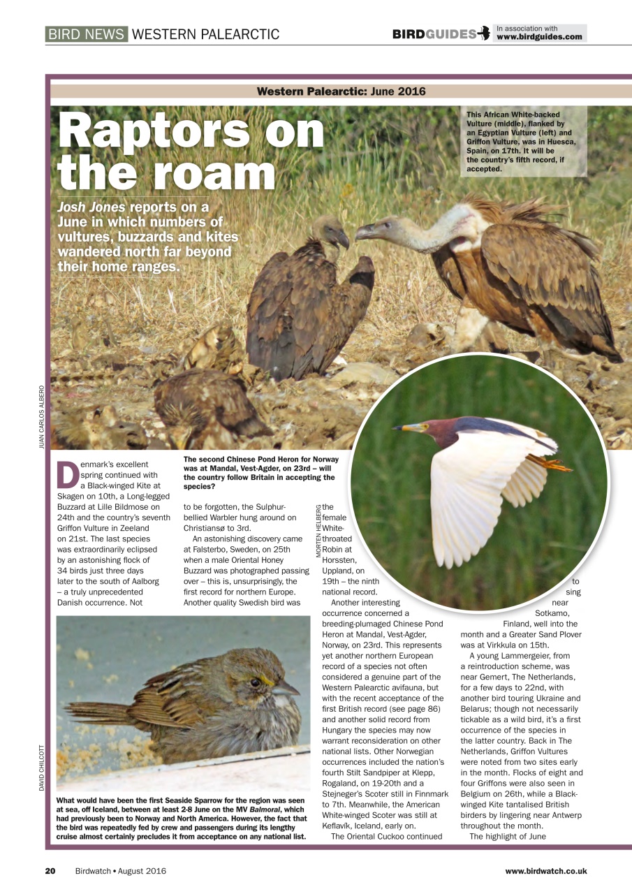 Birdwatch Magazine Preview Pages