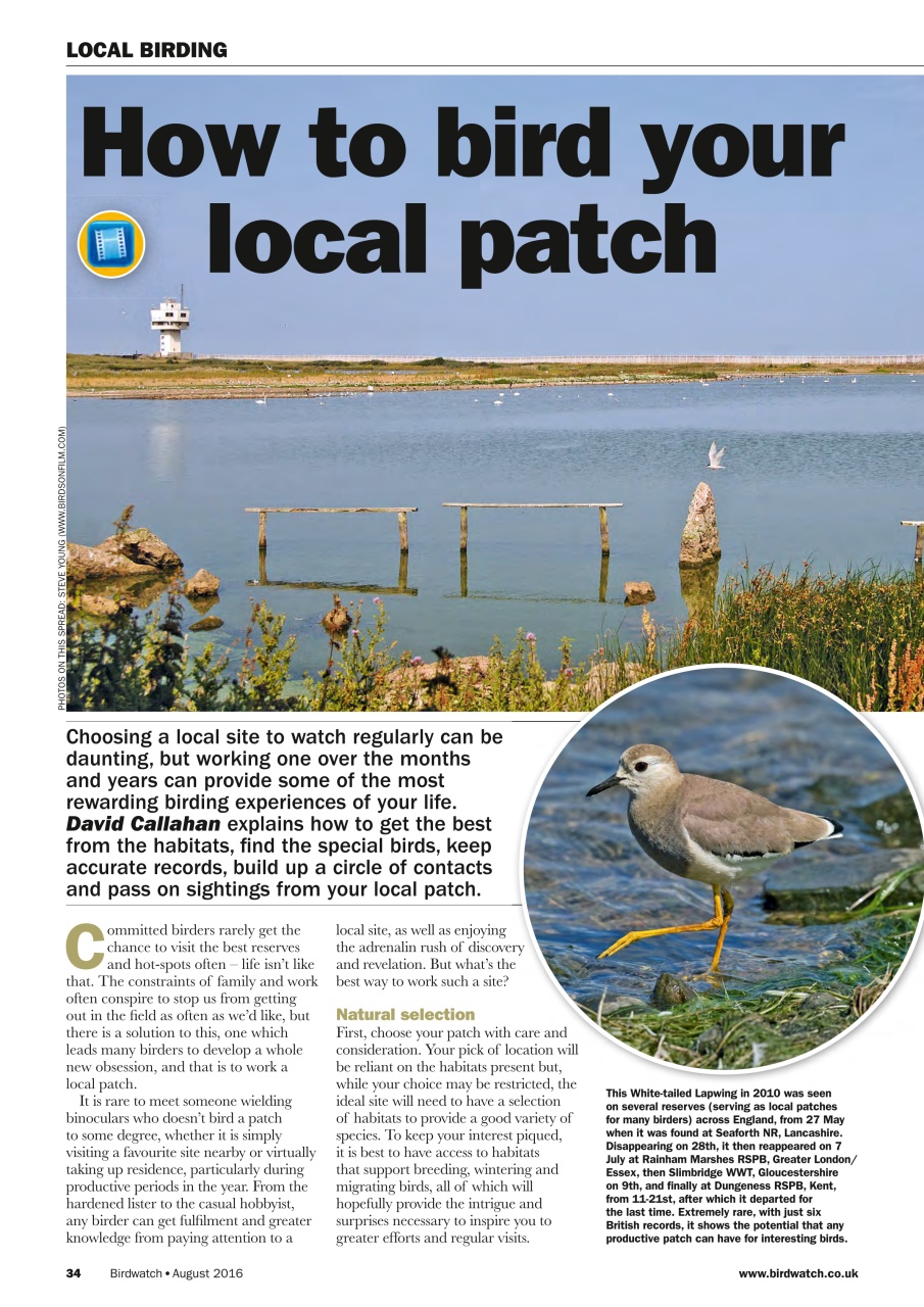 Birdwatch Magazine Preview Pages