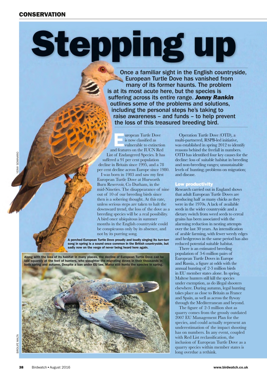 Birdwatch Magazine Preview Pages
