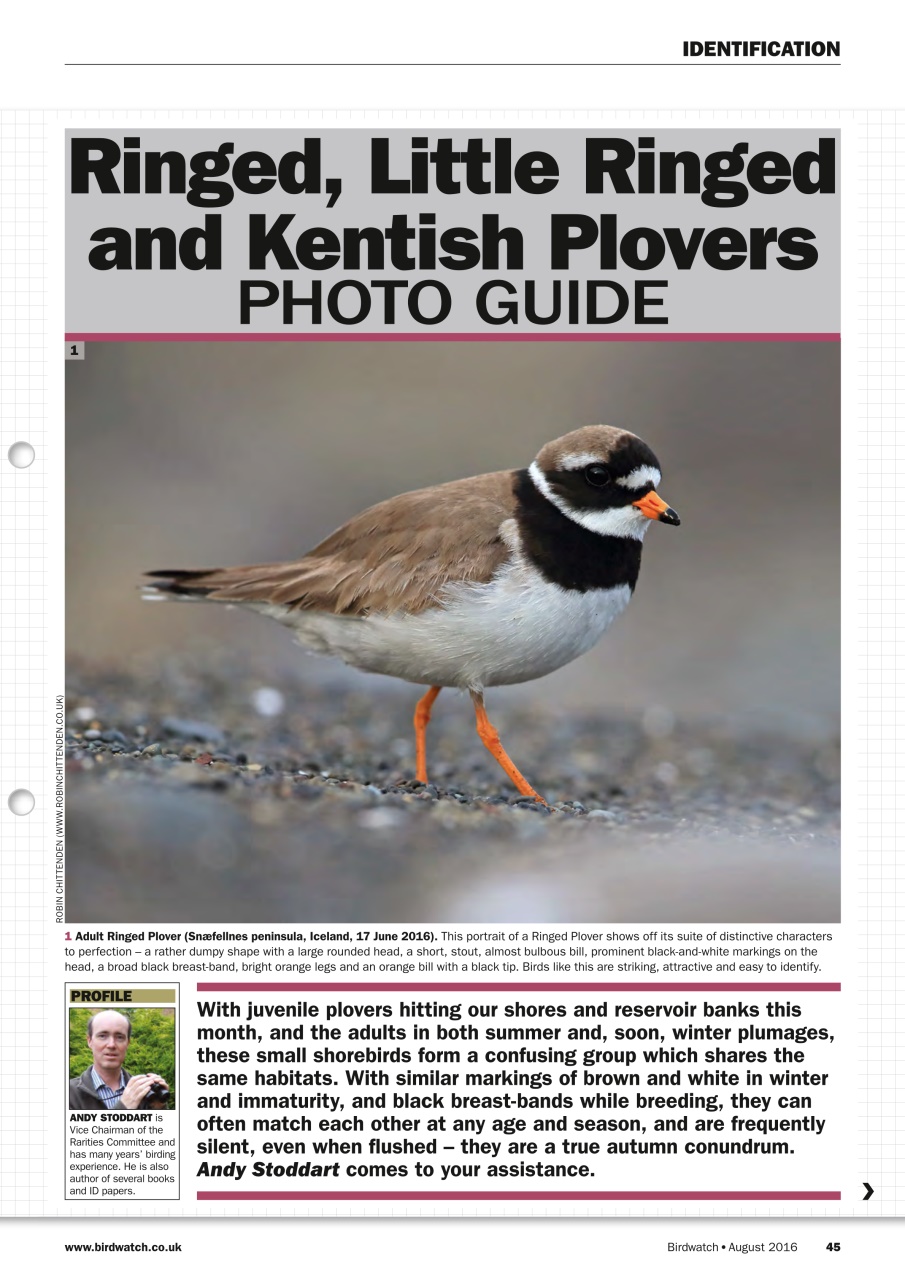 Birdwatch Magazine Preview Pages