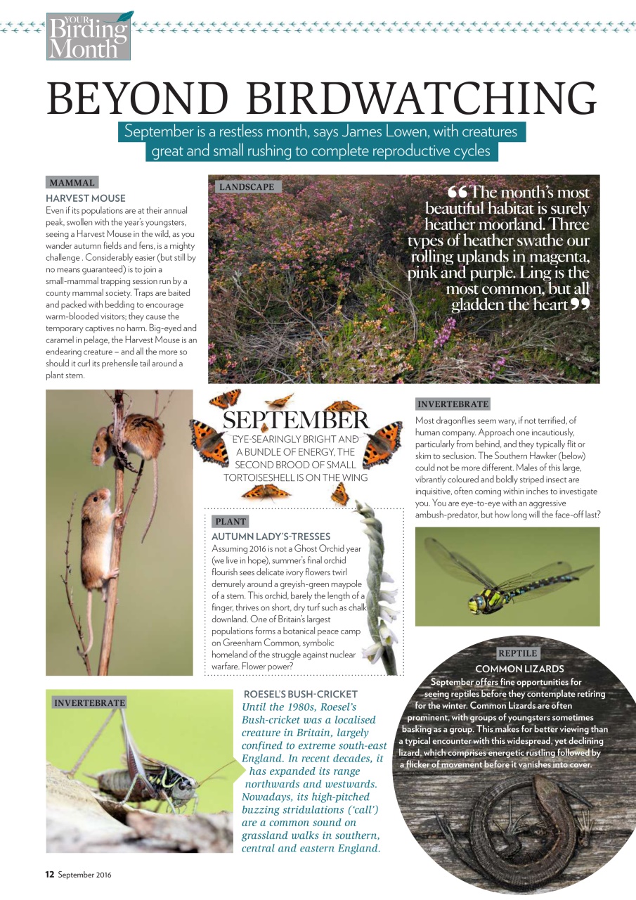 Bird Watching Preview Pages