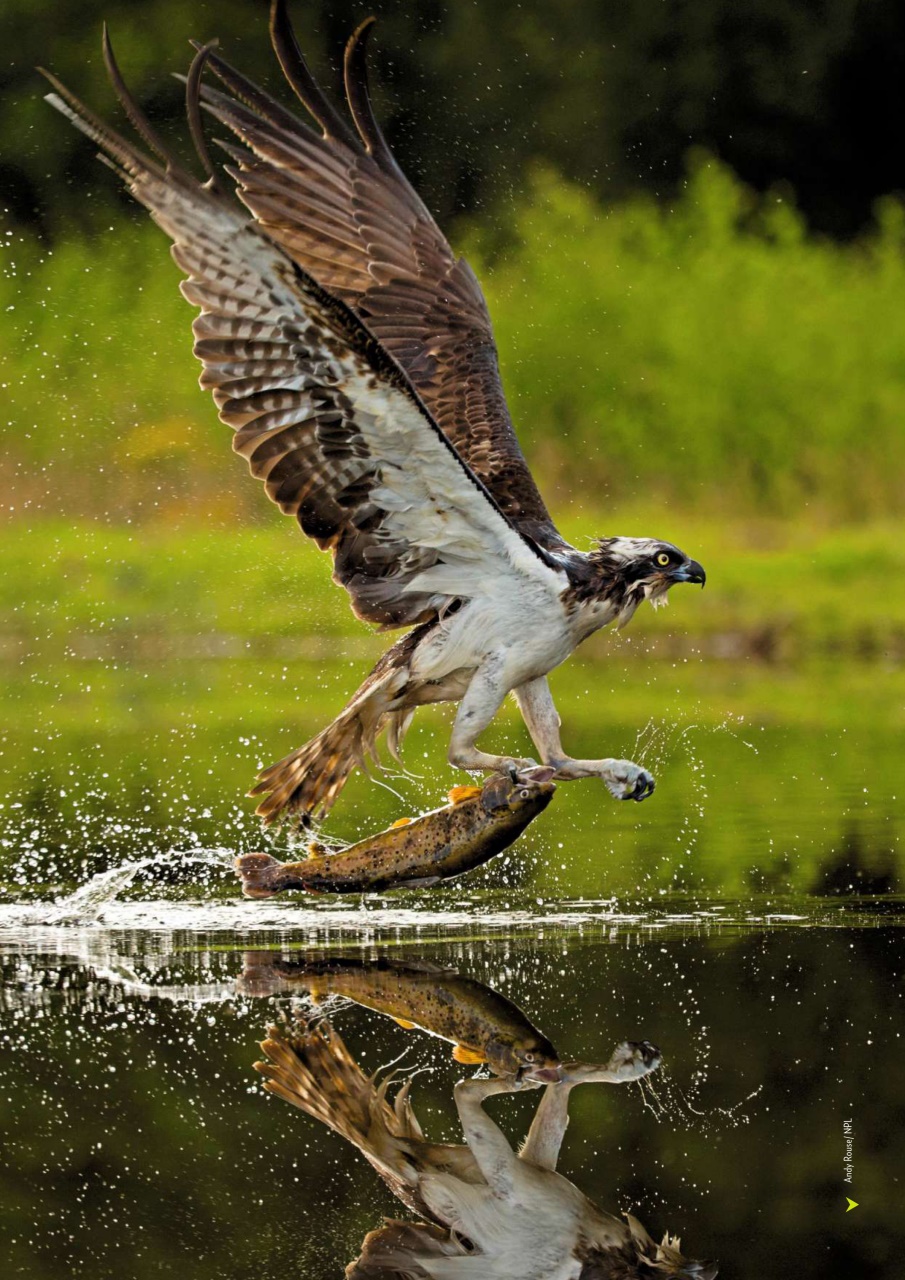 Bird Watching Preview Pages