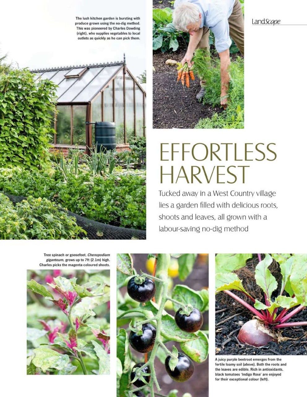 LandScape Preview Pages