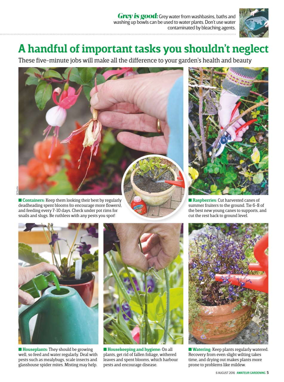 Amateur Gardening Preview Pages
