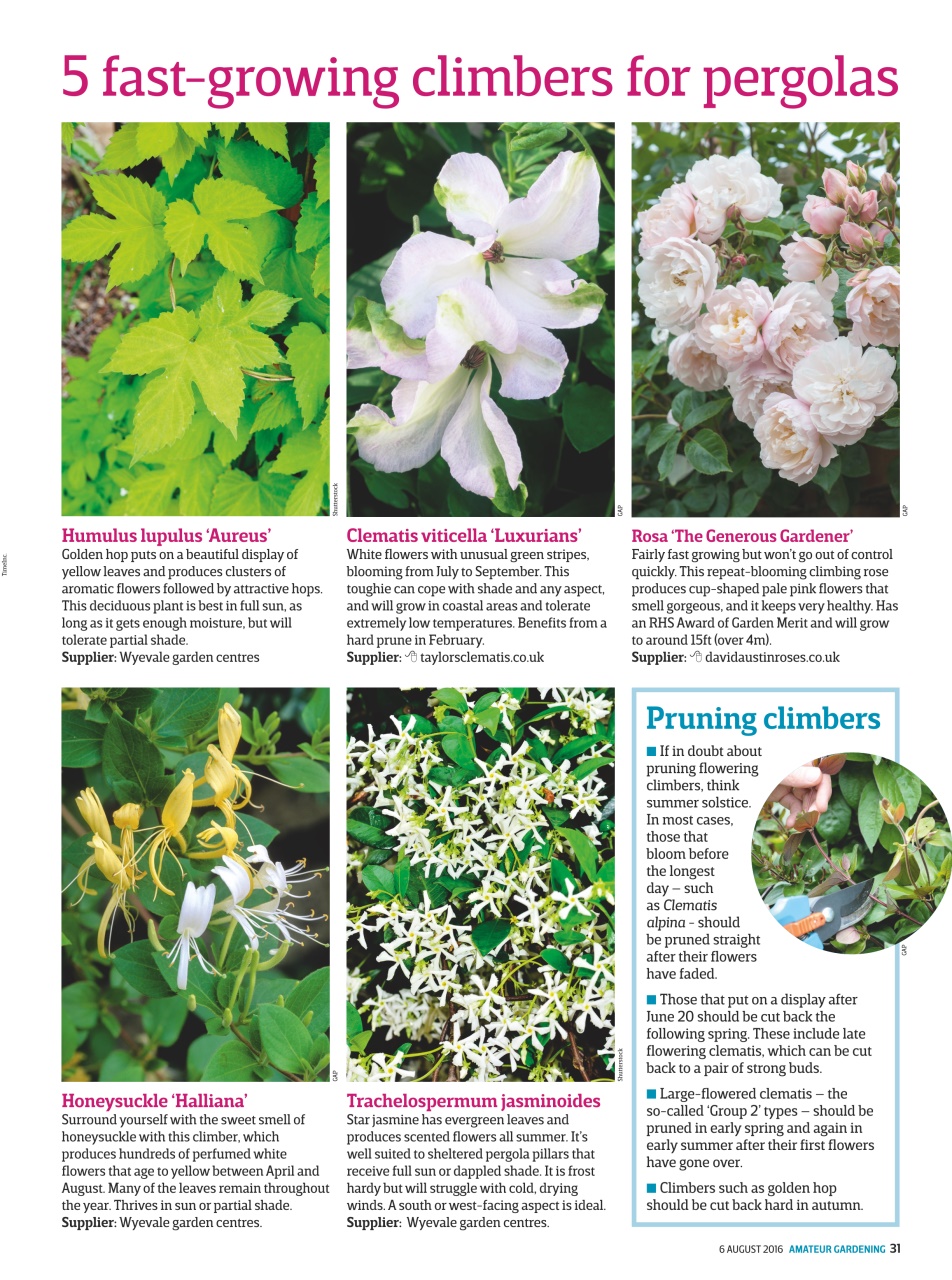 Amateur Gardening Preview Pages