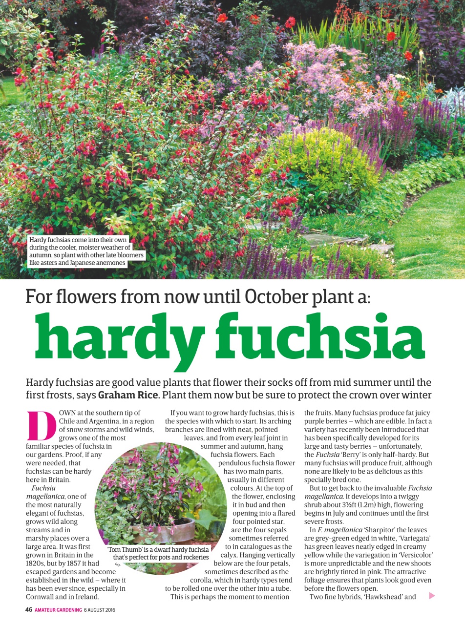 Amateur Gardening Preview Pages