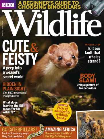 BBC Wildlife Magazine issue August 2016