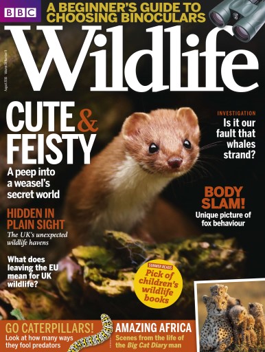 BBC Wildlife Magazine issue 
