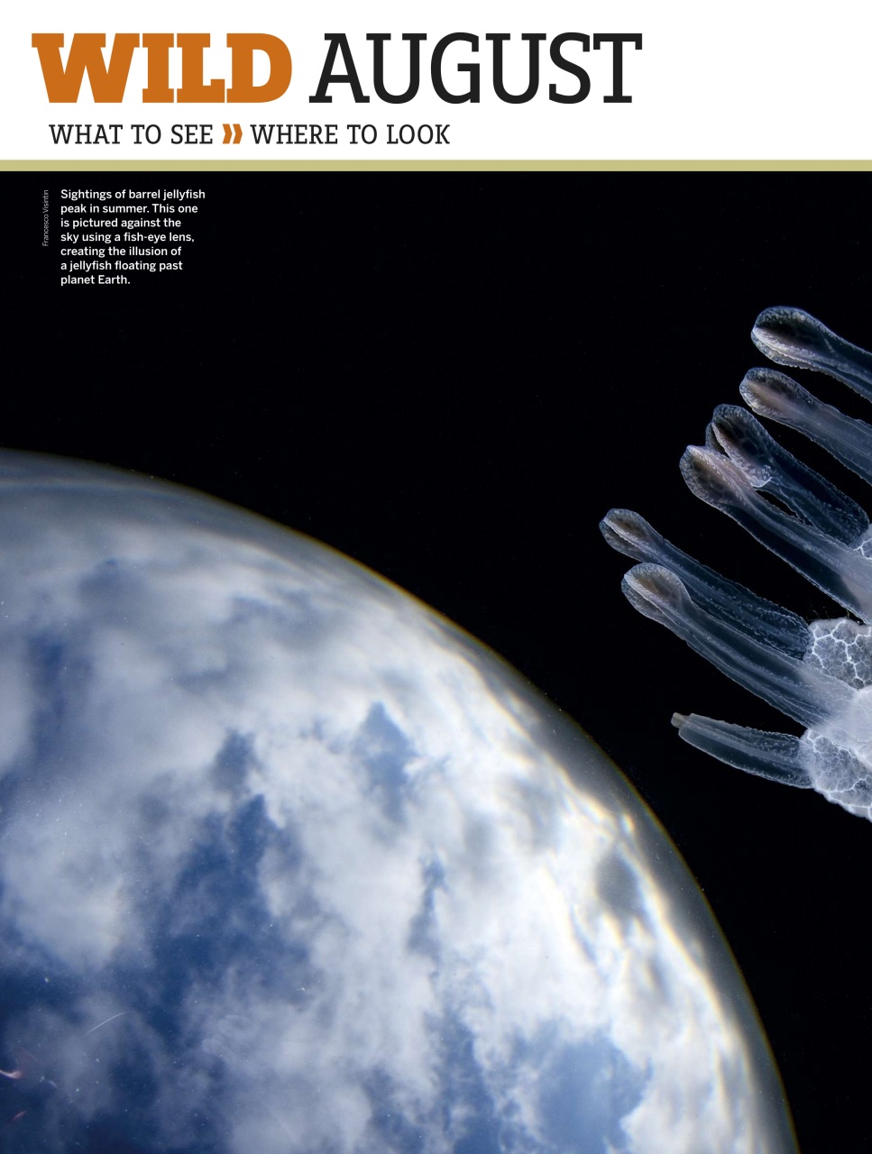 BBC Wildlife Magazine Preview Pages