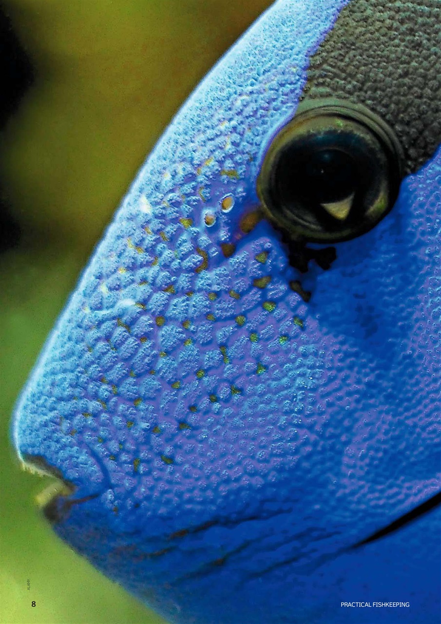 Practical Fishkeeping Preview Pages